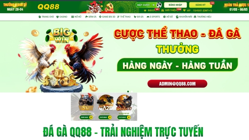 Đá Gà QQ88 – Trải Nghiệm Trực Tuyến Và Lưu Ý An Toàn